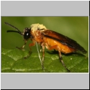 Athalia circularis - Blattwespe 04b.jpg